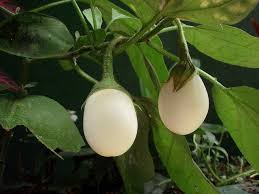 Blanche Ronde oeuf White egg Aubergine 20 seeds